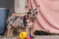 Anne, a female French Bulldog for sale in Millersburg, OH – Photo 2 of 10