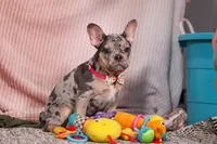 Anne, a female French Bulldog for sale in Millersburg, OH – Photo 8 of 10