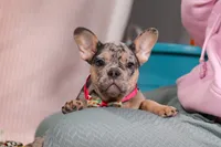 Anne, a female French Bulldog for sale in Millersburg, OH – Photo 6 of 10