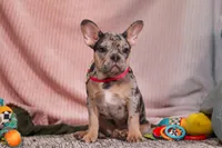 Anne, a female French Bulldog for sale in Millersburg, OH – Photo 9 of 10