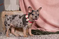 Anne, a female French Bulldog for sale in Millersburg, OH – Photo 7 of 10