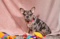 Anne, a female French Bulldog for sale in Millersburg, OH – Photo 1 of 10