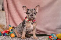 Anne, a female French Bulldog for sale in Millersburg, OH – Photo 5 of 10