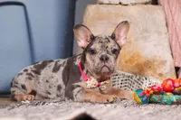 Anne, a female French Bulldog for sale in Millersburg, OH – Photo 4 of 10