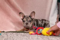 Anne, a female French Bulldog for sale in Millersburg, OH – Photo 3 of 10