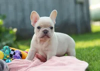 Diva, a female French Bulldog for sale in Millersburg, OH – Photo 6 of 9