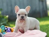 Diva, a female French Bulldog for sale in Millersburg, OH – Photo 8 of 9