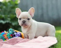 Diva, a female French Bulldog for sale in Millersburg, OH – Photo 9 of 9