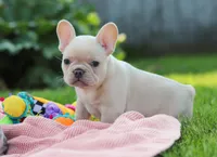 Diva, a female French Bulldog for sale in Millersburg, OH – Photo 5 of 9