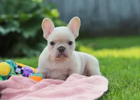 Diva, a female French Bulldog for sale in Millersburg, OH – Photo 4 of 9
