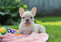 Diva, a female French Bulldog for sale in Millersburg, OH – Photo 7 of 9