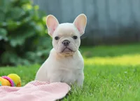 Diva, a female French Bulldog for sale in Millersburg, OH – Photo 1 of 9