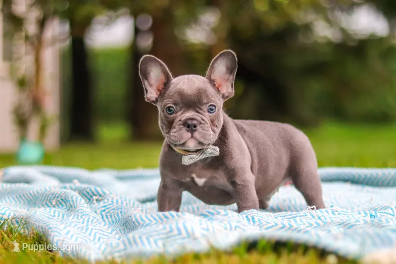 Ollie – French Bulldog puppy for sale in Millersburg, OH