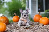 Hope, a female French Bulldog for sale in Millersburg, OH – 2 of 10