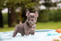 Ollie, a male French Bulldog for sale in Millersburg, OH – 5 of 10