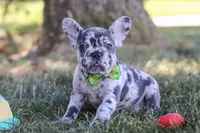 Collin, a male French Bulldog for sale in Millersburg, OH – Photo 6 of 10
