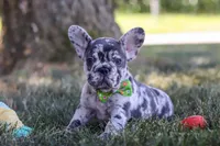 Collin, a male French Bulldog for sale in Millersburg, OH – Photo 4 of 10