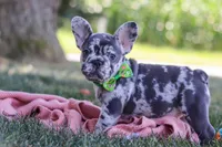 Collin, a male French Bulldog for sale in Millersburg, OH – Photo 10 of 10