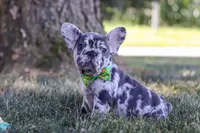 Collin, a male French Bulldog for sale in Millersburg, OH – Photo 3 of 10