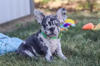 Collin, a male French Bulldog for sale in Millersburg, OH – Photo 1 of 10