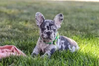 Collin, a male French Bulldog for sale in Millersburg, OH – Photo 7 of 10