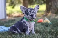 Collin, a male French Bulldog for sale in Millersburg, OH – Photo 9 of 10