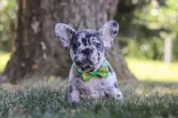 Collin, a male French Bulldog for sale in Millersburg, OH – Photo 2 of 10