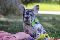 Collin, a male French Bulldog for sale in Millersburg, OH – Photo 8 of 10