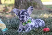 Collin, a male French Bulldog for sale in Millersburg, OH – Photo 5 of 10