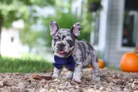Hayden, a male French Bulldog for sale in Millersburg, OH – 8 of 10