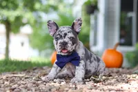 Hayden, a male French Bulldog for sale in Millersburg, OH – 2 of 10