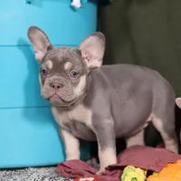 Pippa, a female French Bulldog for sale in Millersburg, OH – Photo 3 of 7