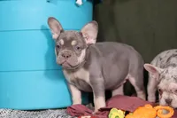 Pippa, a female French Bulldog for sale in Millersburg, OH – Photo 3 of 7