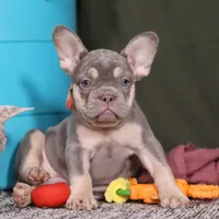 Pippa, a female French Bulldog for sale in Millersburg, OH – Photo 4 of 7