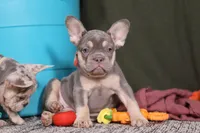 Pippa, a female French Bulldog for sale in Millersburg, OH – Photo 4 of 7