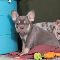 Pippa, a female French Bulldog for sale in Millersburg, OH – Photo 6 of 7