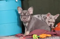 Pippa, a female French Bulldog for sale in Millersburg, OH – Photo 6 of 7