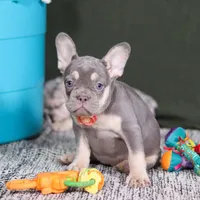 Pippa, a female French Bulldog for sale in Millersburg, OH – Photo 7 of 7
