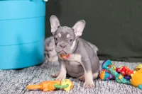 Pippa, a female French Bulldog for sale in Millersburg, OH – Photo 7 of 7