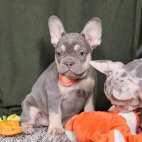 Pippa, a female French Bulldog for sale in Millersburg, OH – Photo 5 of 7