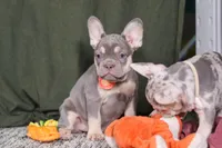 Pippa, a female French Bulldog for sale in Millersburg, OH – Photo 5 of 7