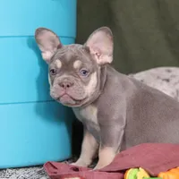 Pippa, a female French Bulldog for sale in Millersburg, OH – Photo 2 of 7