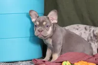 Pippa, a female French Bulldog for sale in Millersburg, OH – Photo 2 of 7