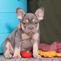 Pippa, a female French Bulldog for sale in Millersburg, OH – Photo 1 of 7