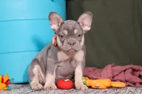 Pippa, a female French Bulldog for sale in Millersburg, OH – Photo 1 of 7