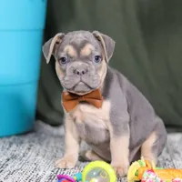 Bryce, a male French Bulldog for sale in Millersburg, OH – Photo 4 of 4