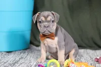 Bryce, a male French Bulldog for sale in Millersburg, OH – Photo 4 of 4