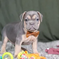 Bryce, a male French Bulldog for sale in Millersburg, OH – Photo 2 of 4