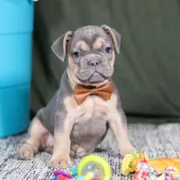 Bryce, a male French Bulldog for sale in Millersburg, OH – Photo 3 of 4