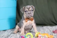 Bryce, a male French Bulldog for sale in Millersburg, OH – Photo 3 of 4